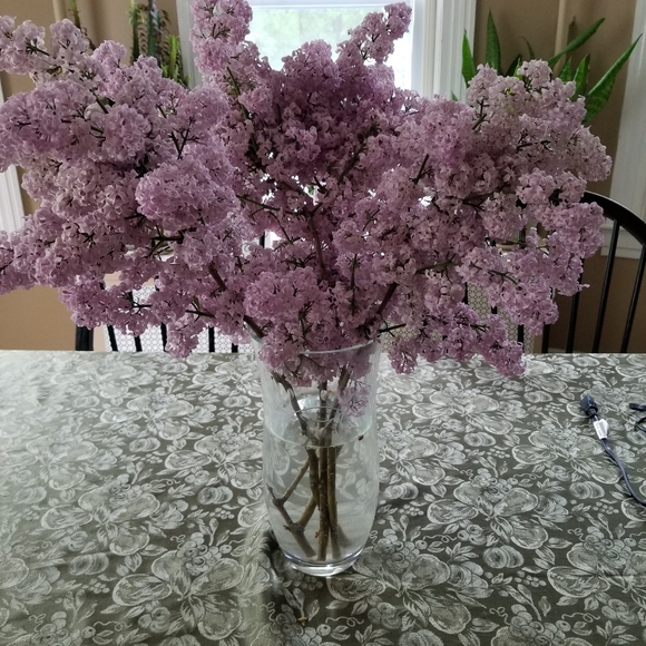 Vanessa - Picture 6 of 8